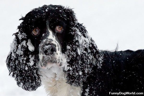 Snow Face