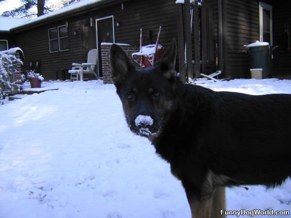 Snow Mustache