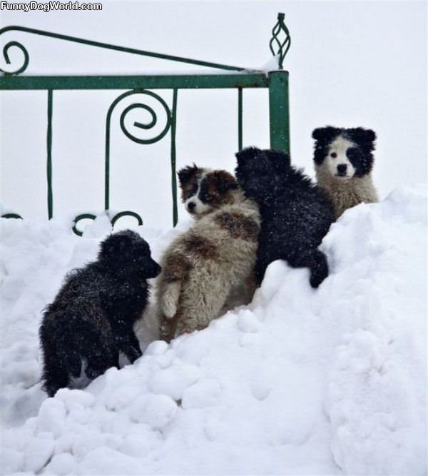 Snow Pups