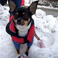 funny dog 1