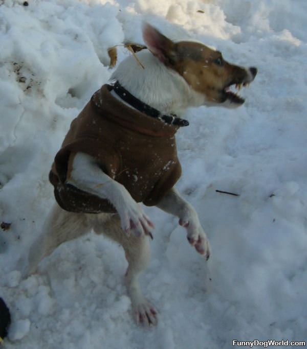 Snowball Fight