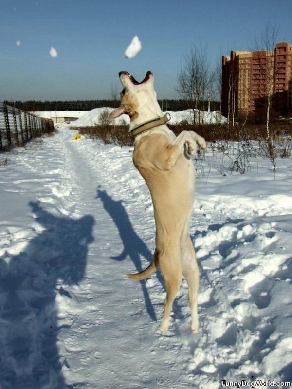 Snowballs Fetch