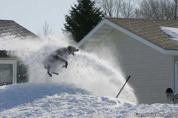 Snowblower Dog