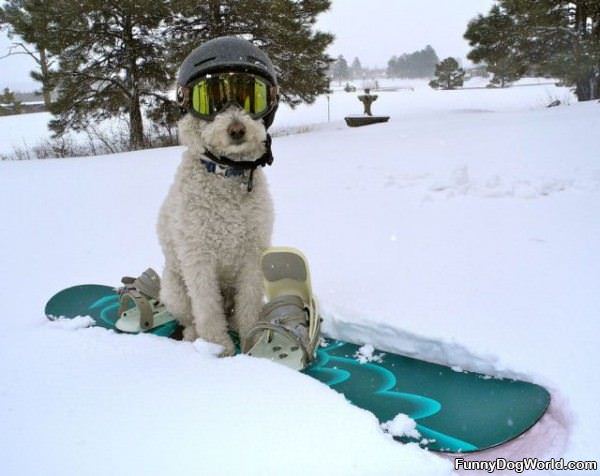 Snowboard Dog