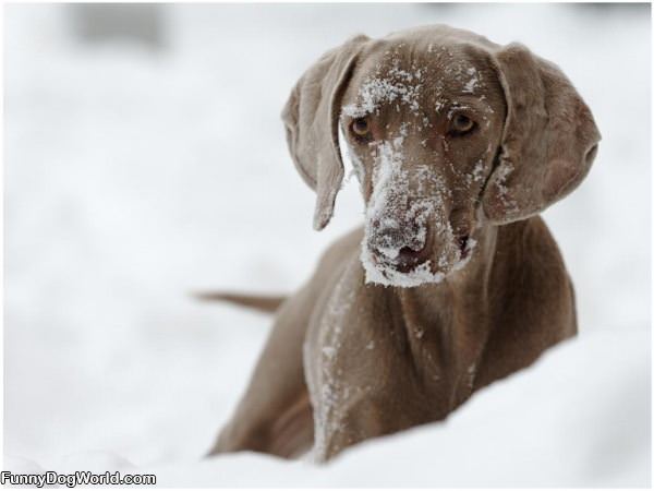 Snowdog