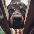 Snowing Hard