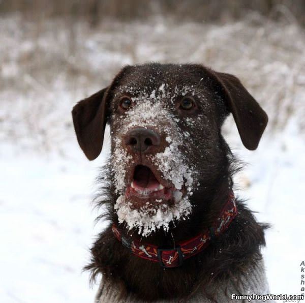 Snowy Face