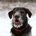 Snowy Face