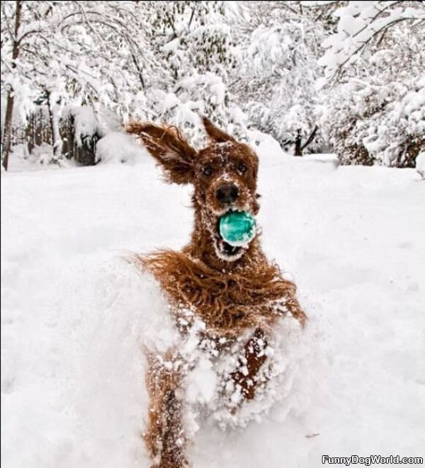 Snowy Fetch