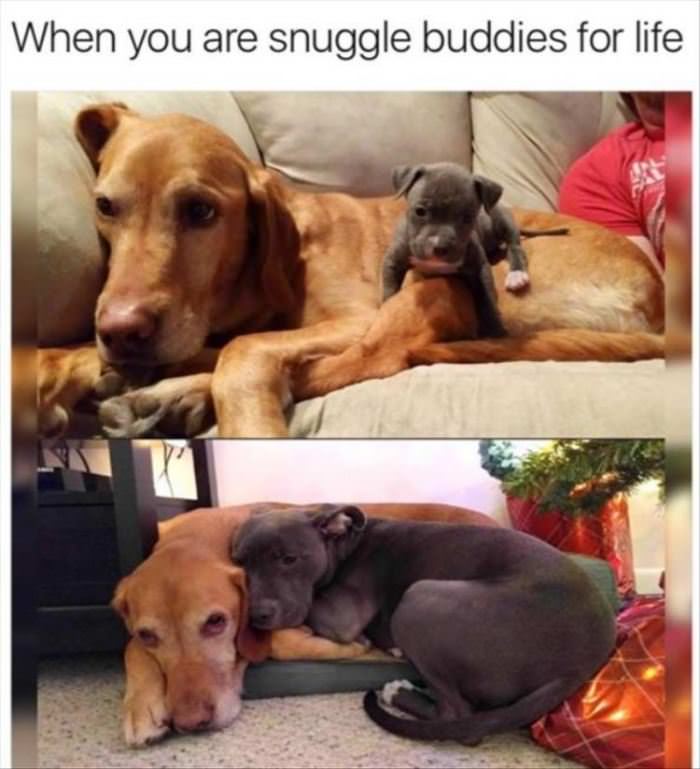 Snuggle Buddies For Life