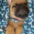 funny dog 2