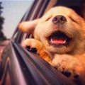 funny dog 4