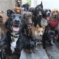 So Many Dogs