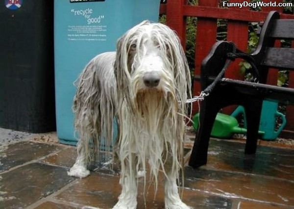Soaking Wet Dog