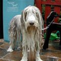 Soaking Wet Dog