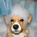 funny dog 2