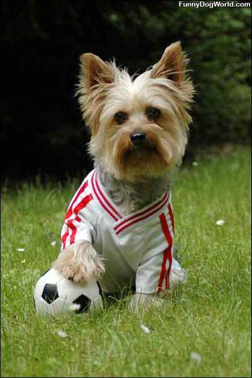 Soccer Dog