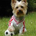 Soccer Dog
