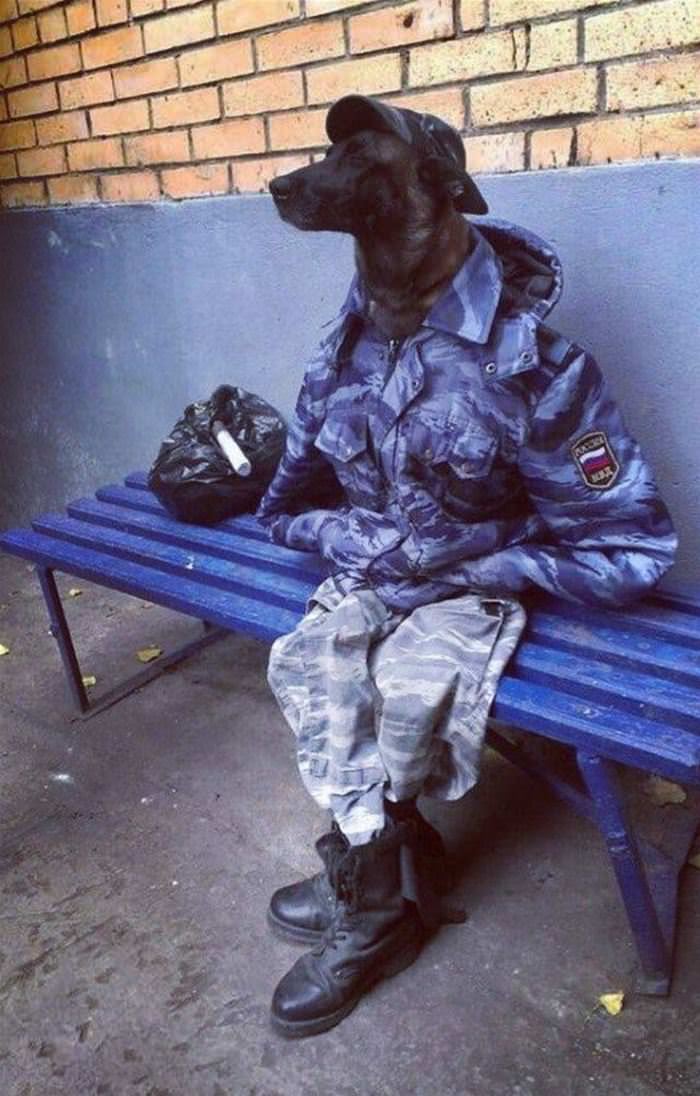 Soldier_Dog Soldier Dog
