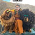 Some Cool Dogs