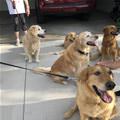 Some Good Dogs