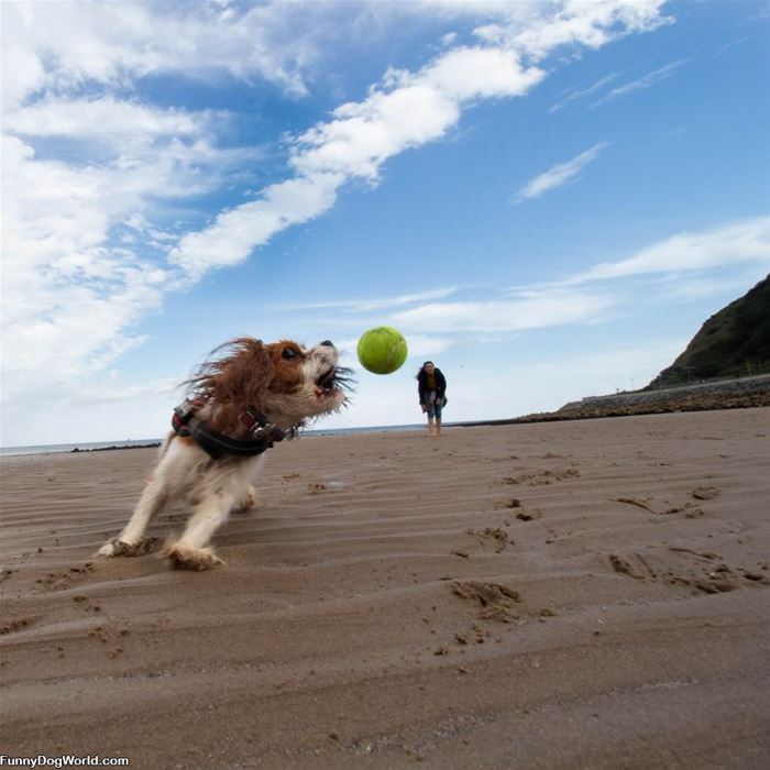 Some Great Beach Fetch