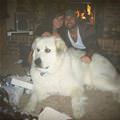 Some Huge Dog