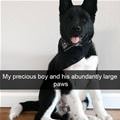 Some Large Paws
