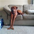 Some Long Legs