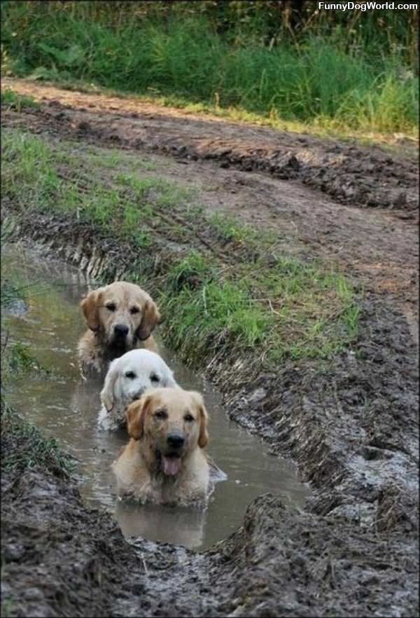 Some Mud Dogs