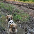 Some Mud Dogs
