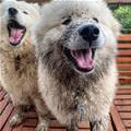 Some Muddy Dogs