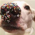 Some Sprinkles