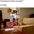 funny dog 4