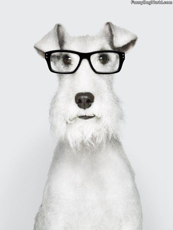 Sophisticated Dog