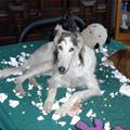 funny dog 4