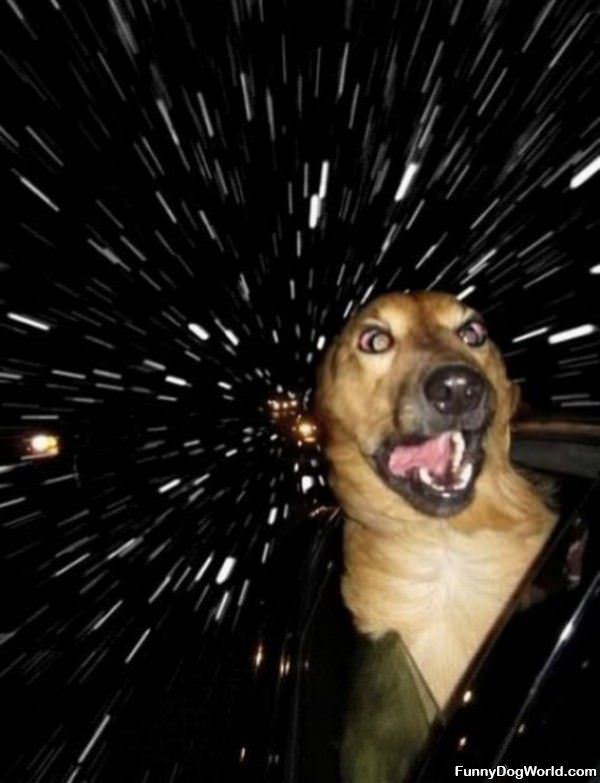 Space Dog