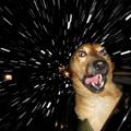 funny dog 4