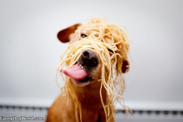 Spaghetti Dog