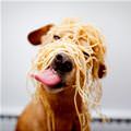 funny dog 2