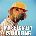 funny dog 3