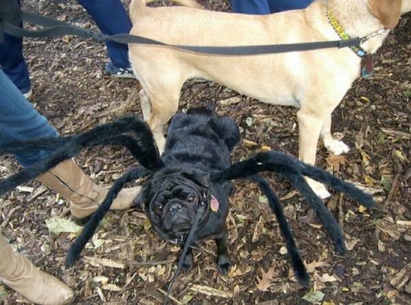 Spider Pug