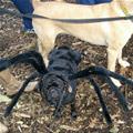 Spider Pug