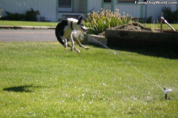 Sprinkler Attack