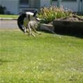 funny dog 5