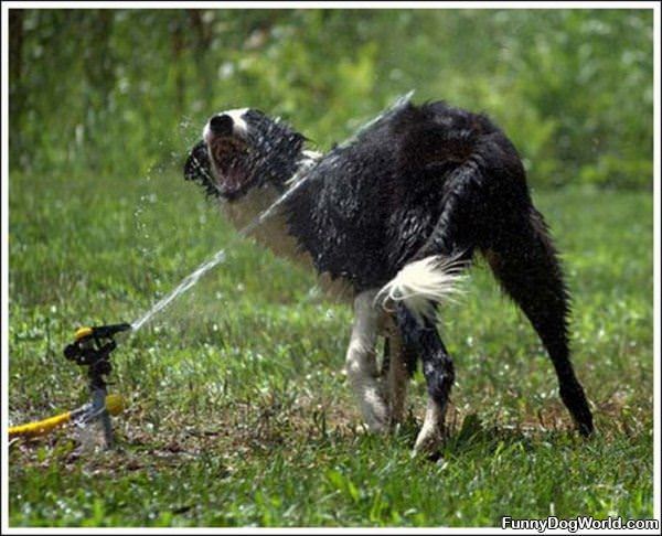 Sprinkler Attacker