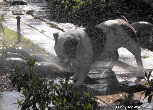 Sprinkler Dog