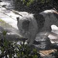 funny dog 1