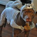funny dog 5