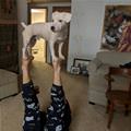 Stack Up Your Doggies